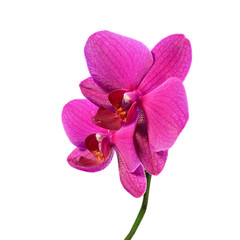 Phalaenopsis orchid flowers isolated on white