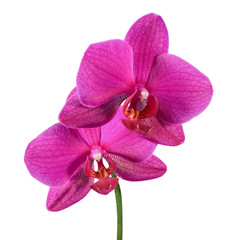 Phalaenopsis orchid flowers isolated on white