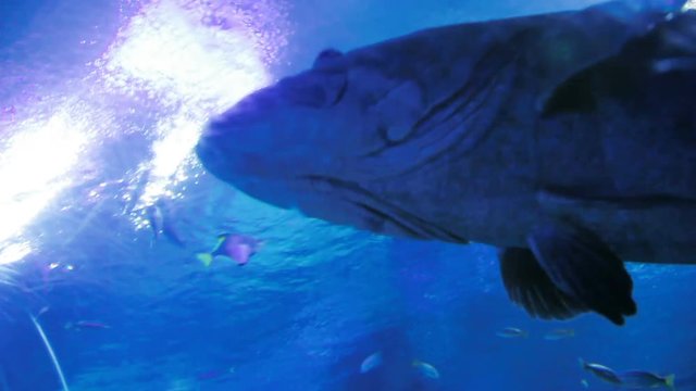 Giant Grouper (Epinephelus lanceolatus), dangerous fish floating in special tank.