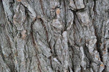 Bark of tree