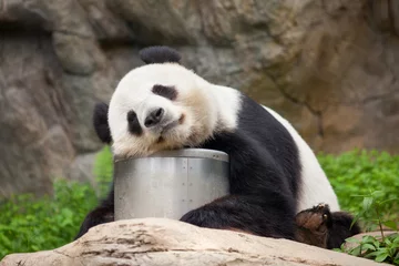 Fotobehang Panda Reuzenpanda doet een dutje