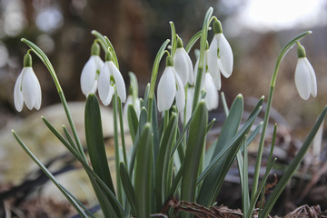 Schneeglöckchen als erste Frühlingsboten