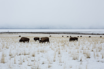 Bison on a background of mountains and "the Great Salt Lake." Utah, Park "Antelope Island"