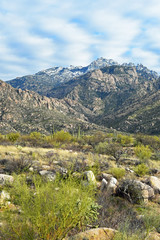 Fototapeta na wymiar Wuestenlandschaft in Tucson, Arizona, USA, mit schneebedeckten Catalina Mountains im Hintergrund und leicht bewoelktem Himmel