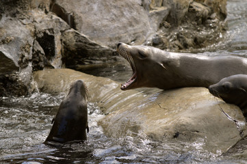 Sea lions fighting
