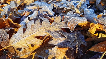 Frozen leaves in a cold winter morning