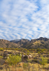Fototapeta na wymiar Wuestenlandschaft mit Saguaro-Kakteen in Tucson, Arizona, USA, mit Catalina Mountains im Hintergrund und leicht bewoelktem Himmel