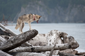 Fototapeta premium husky jumping over logs