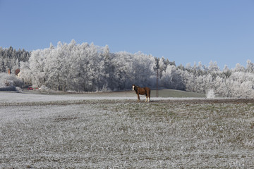 Fairytale snowy winter countryside in Bohemia with Horses, Czech Republic