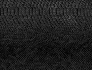 Snake skin background. Close up.