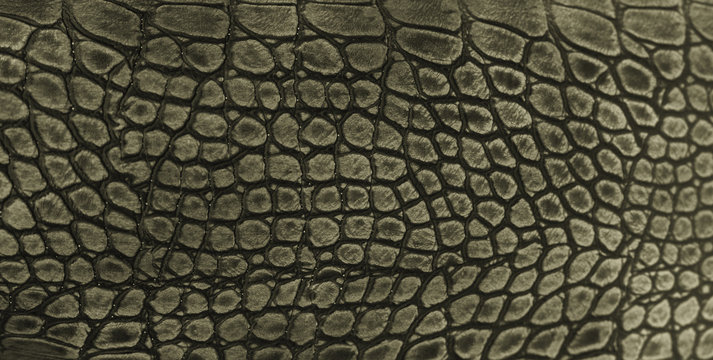 Snake skin background. Close up.