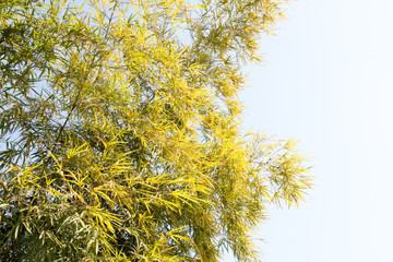 branch of tree and blue sky