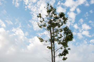 branch of tree and blue sky
