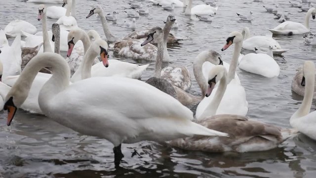 Czech Republic city of Prague daily scene with lot of Cygnus birds 1920X1080 HD footage - Vltava river in capital of Czechia with bevy of white swans slow motion 1080p slow-mo FullHD video 