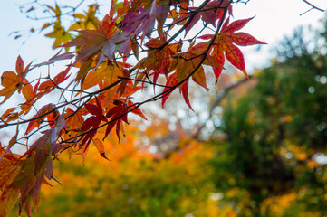 Autum Leaves