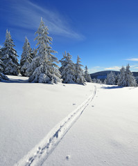 Fototapeta na wymiar Einsame Skispur durch tief verschneite unberührte Winterlandschaft, schneebedeckte Tannen, funkelnde Schneekristalle