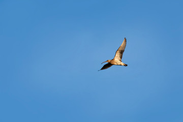 Eurasian Curlew (Numenius arquata) in flight on blue sky backgro