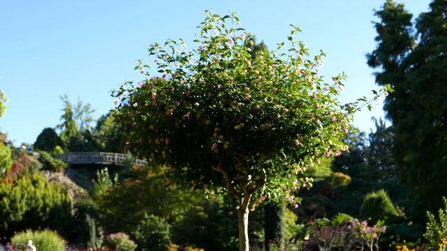 Tree in breeze on sunny day
