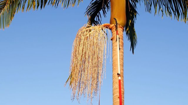 A yard worker uses an extension saw to remover a palm tree pod while from high up a tree