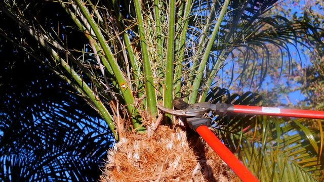 A gardener uses pruning shears to trim a few palm branches off of a palm tree during yard work