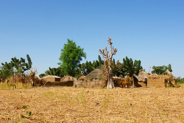 Traditional village in Cameroon
 - obrazy, fototapety, plakaty