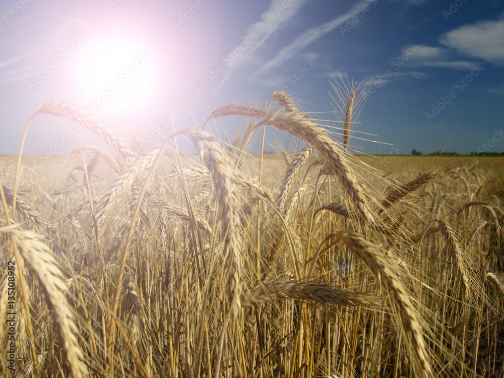 Wall mural close up of ripe wheat ears