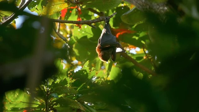Flying fox washes on tree