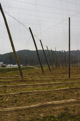 Obraz premium Empty Hop Field in Bavaria, 2015