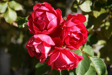 Santa Fe roses