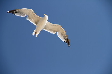 seagull flying in blue sky