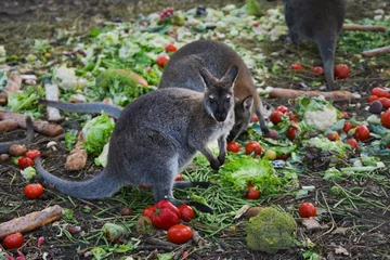 Papier Peint photo Kangourou Kangaroo eating vegetables