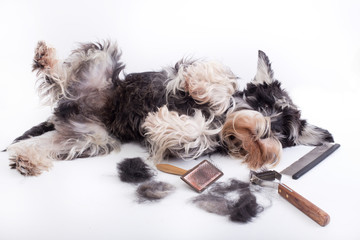 Dog with grooming equipment - obrazy, fototapety, plakaty