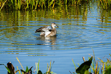 Blue-winged Teal