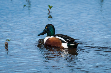 Northern Shoveler