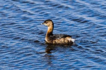 Pied-billed Grebe