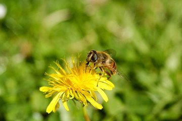 Honey Bee