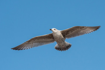 Herring Gull, Sea  Gull, Gull, Birds