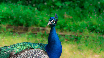 Obraz premium Beautiful peacock