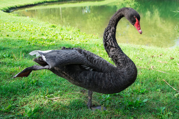 Black swan