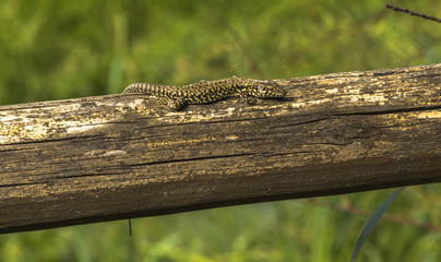Italian wall lizard on a tree stump