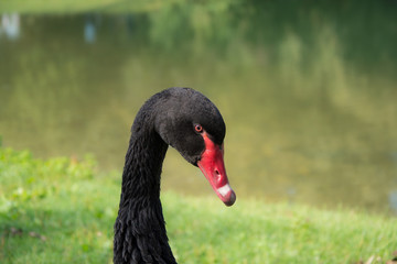 Portrait of  Black Swan