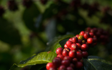 Close up bean coffee on tree in farm and copy space