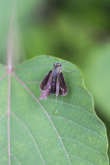 葉にとまる蝶々　イチモンジセセリ