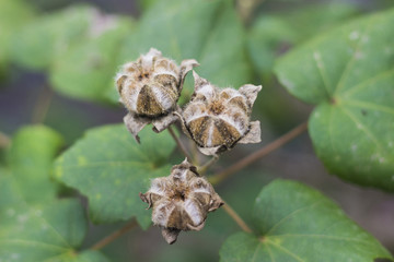 花が終わった後、ムクゲの種