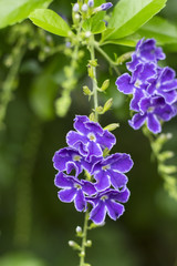 白い縁取りのある紫のかわいい花