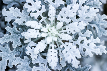 雪の結晶のようなシロタエギク