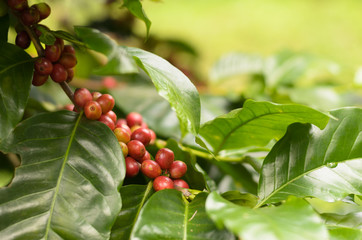 Close up bean coffee on tree in farm and copy space