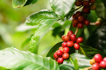 Close up bean coffee on tree in farm and copy space
