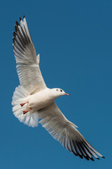 Black-headed Gull, Chroicocephalus ridibundus