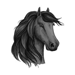 Sketched head of mustang or horse, stallion